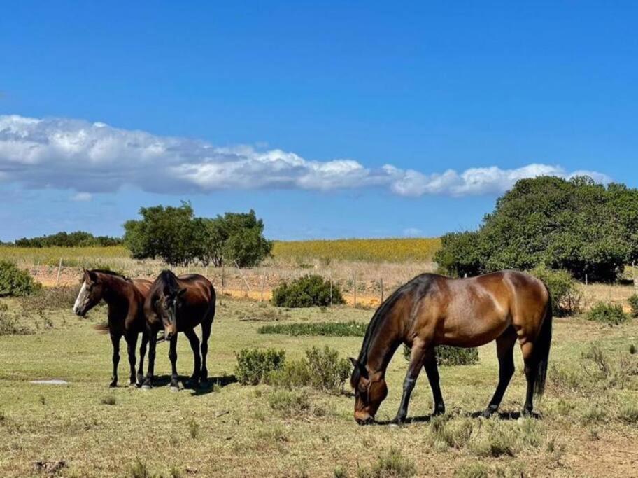 Owl Cottage - Living The Breede Malgas Εξωτερικό φωτογραφία